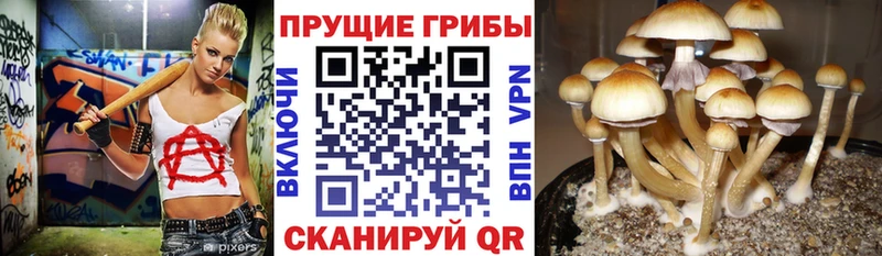 наркота  Электросталь  Галлюциногенные грибы ЛСД 